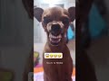 Qui A Déjà Vu Un Chien Qui Rigole Humour Chien Videodrole Shorts