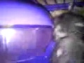 Animal Sex 3gp