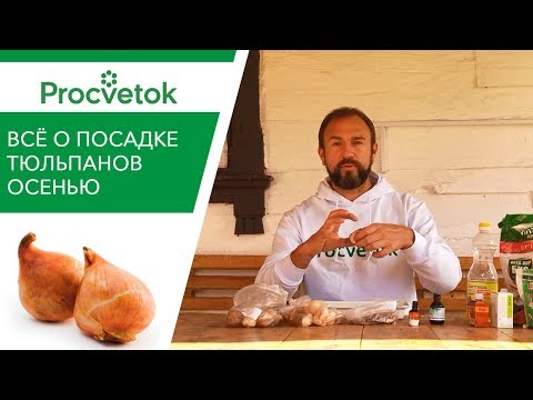Посадка тюльпанов: когда и как сажать тюльпаны правильно?