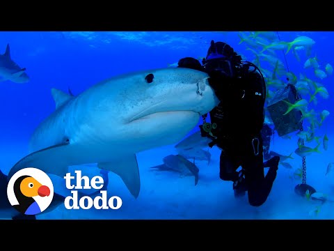 Man Has Been Friends With Tiger Shark For Over 22 Years | The Dodo Faith = Restored
