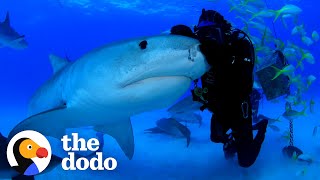 Man Has Been Friends With Tiger Shark For Over 22 Years | The Dodo Faith = Restored by The Dodo