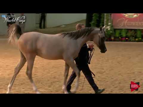 N.174 RD BANDERO - LAS VEGAS 2019 - Arabian World Cup Junior ColtsGeldings ATH (Class 104)
