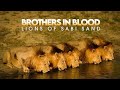 Brothers In Blood Lions Of Sabi Sand Ll Full Hindi Documentry Ll Story Of Mapogo Brothers Mapogo