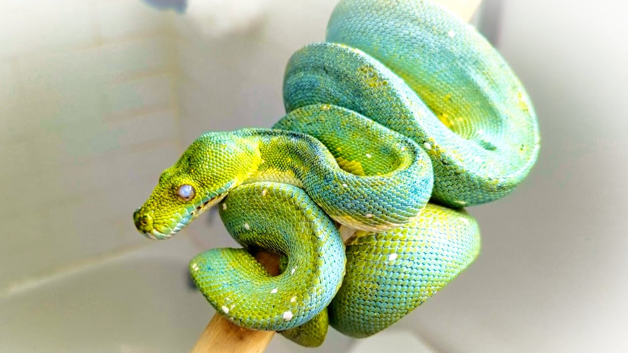 Snake Has Cloud In His Eye