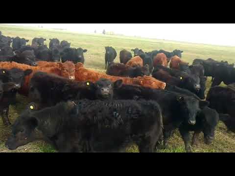 WhatsApp Video 2020 06 29 at 8 02 57 PM