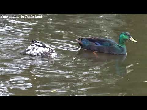 , title : 'Groene eend Green duck Cayuga'