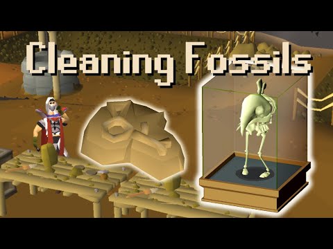 [OSRS] Guide to Cleaning Fossils + Using Them in the Museum
