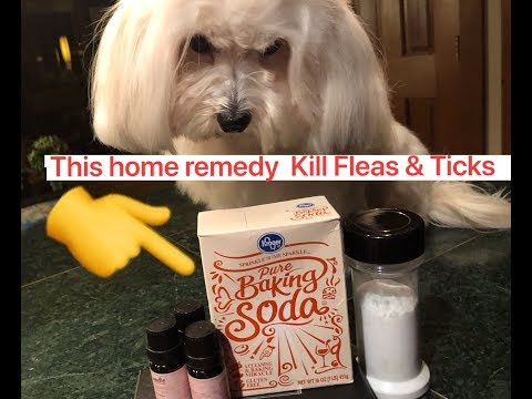 Easy & Cheap Home Remedy Powder kill fleas & Ticks for Dogs  & Cats only 2 ingredients and Works!!!