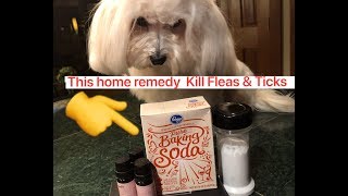 Easy & Cheap Home Remedy Powder kill fleas & Ticks for Dogs  & Cats only 2 ingredients and Works!!!