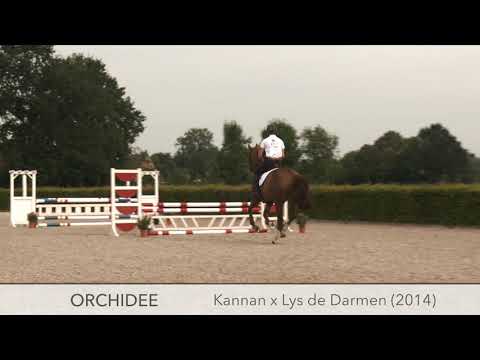 Nr 23 Orchidee 5y mare by Kannan x Lys de Darmen