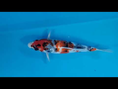 L 3274 09 SHOWA 35CM F GENJIRO