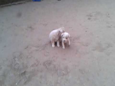 #golden retriever lovers#❤️😘🔥#puppies