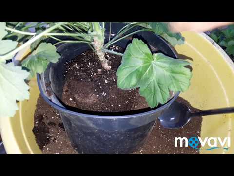 Посадка пеларгонии - субстрат, удобрение