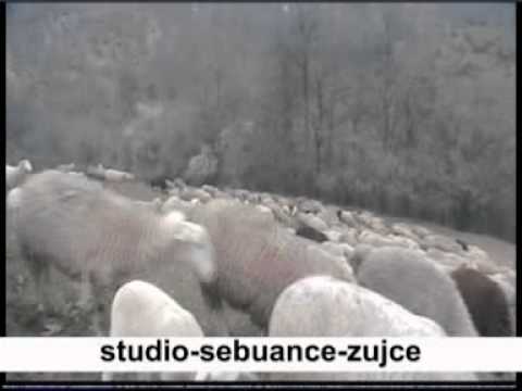 ZUJCE Sose beli babo more