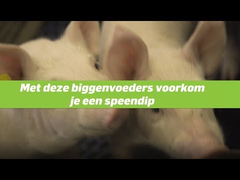 , title : 'Een speendip voorkomen met biggenvoer'