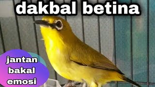 Download lagu Pleci Dakbal Betina Memanggil Jantan mp3