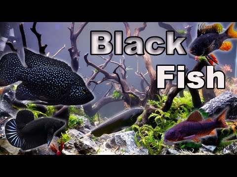 The BEST Black Fish Options for Your Aquarium!