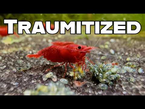 Neglecting A Cherry Shrimp Tank For 800 Days