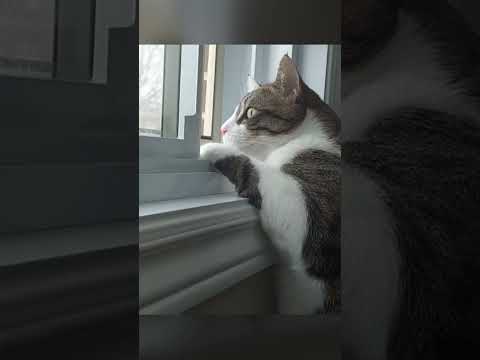 🐱My Big Cat Family - Zwanzig #short #shortvideo #shortscatsvideos #cats #cat #cutecats
