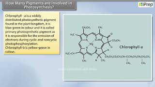How Many Types of Pigments are Involved | Photosynthesis in Higher Plants | Biology | Class 11th