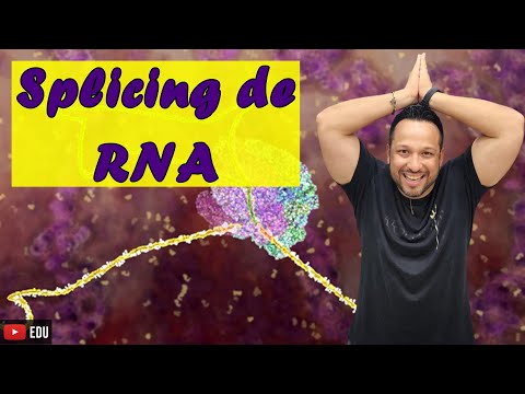 Splicing de RNA ou Maturação de RNA - Conceito e Processo - Genética Molecular - Bioquímica