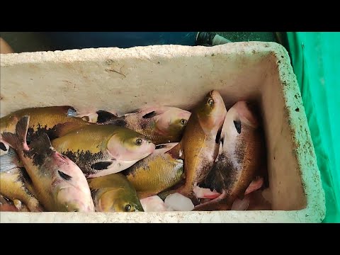 FEIRA DO PEIXE EM FEIJÓ ACRE 