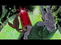 Batman The Killing Joke Credits