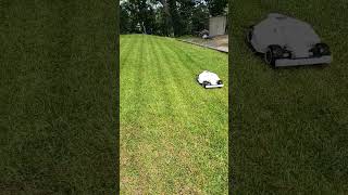 Mammotion Luba lays down some nice lines. #luba #mammation #robotmower