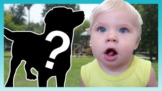 THE NEW DOG! | Look Who's Vlogging: Daily Bumps