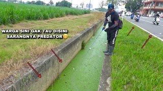 Download lagu Rejeki Nomplok Nemu Sarang Ikan Gabus Umpan Jatuh Langsung Sambar mp3
