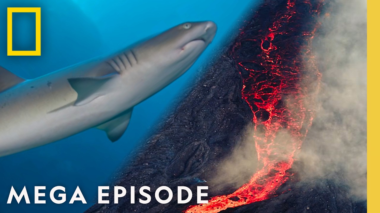 Sharkfest: Volcano Sharks, Bull Sharks & Canadian Great Whites | MEGA Episode | National Geographic
