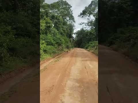 mateiro rabo branco conhecido como veado 🦌 estrada da balsa município cotriguaçu mato grosso