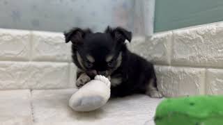 チワワ(ロング)の動画01