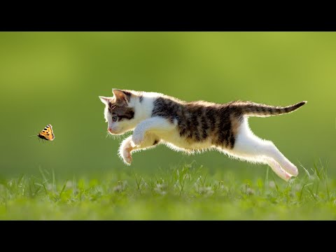 The 13 Top Cat Characteristics Listed | hosico cat | How Did Domestic Cats Evolve from Wild Cats?