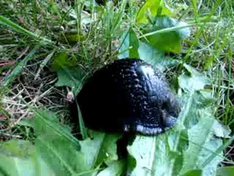A Giant Swaying Slug