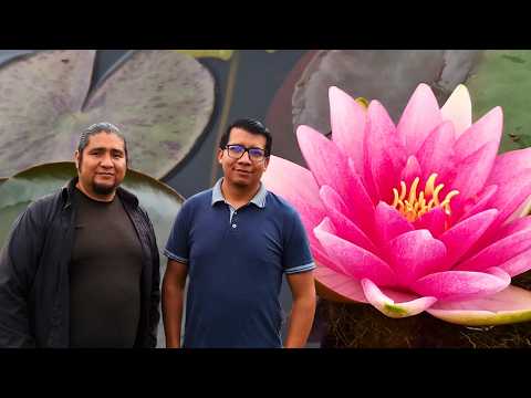 Grow Lotus Flowers and Water Gardens - Miguel Fernandez from Aquagarden