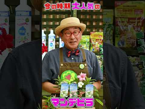 ディプラデニアについて詳しく解説