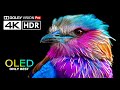 Vivid OLED Colors 4K 120fps HDR Video ULTRA HD 120 FPS Dolby Vision