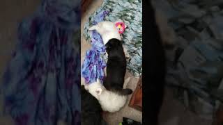 Video preview image #6 Siberian Husky Puppy For Sale in AURORA, CO, USA