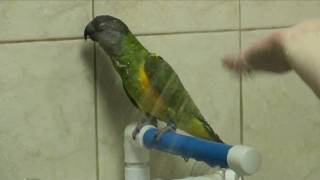 Kili Senegal Parrot & Duke Budgie Bird Showers