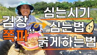 김장 쪽파 심는시기 다수확 방법 - Scallions planting
