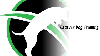Cadaver and HRD dog training at Conifer Canine