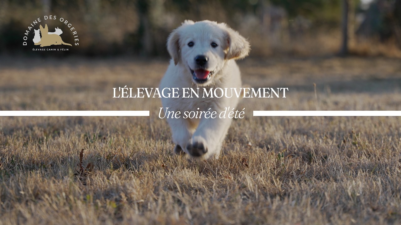 Vidéo : Une soirée d'été — chiot Golden Retriever du Domaine des Orgeries