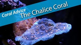 Coral Advice - Chalice Coral