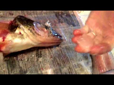 download lagu mp3 mp4 What Are Walleye Cheeks, download lagu What Are Walleye Cheeks gratis, unduh video klip What Are Walleye Cheeks
