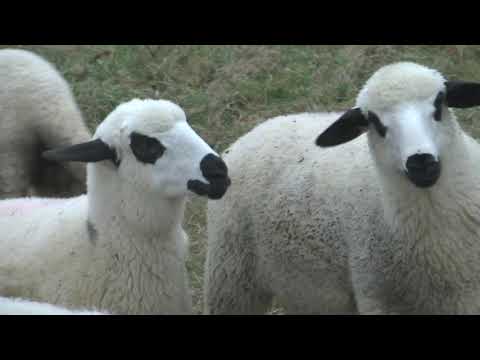 Razgovori pokraj puta - Stocar iz Dragodola - Obicaji Radjevine