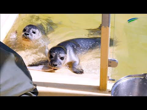 Seehundbabys: Heuler werden in Norddeich aufgepäppelt