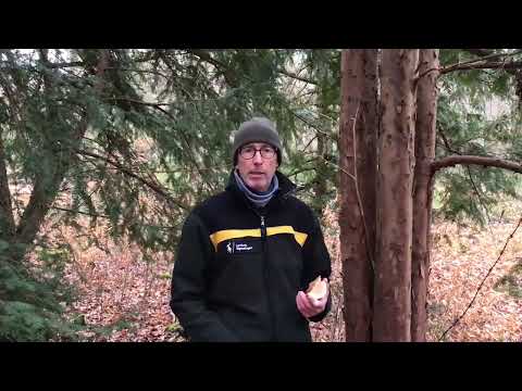 Baumartenpfad Leibertingen - EIBE