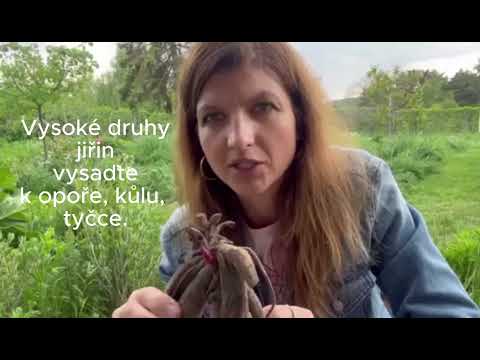 Jak vysadit jiřiny?