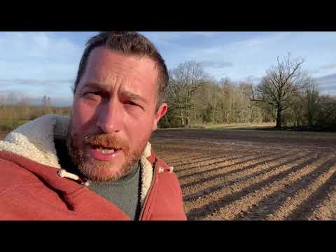 Les oignons commencent à sortir !